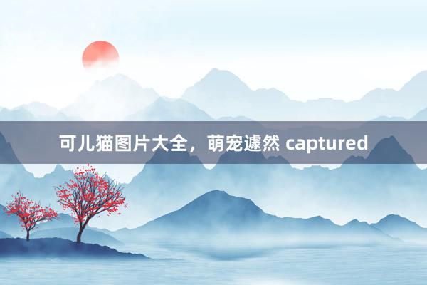 可儿猫图片大全，萌宠遽然 captured